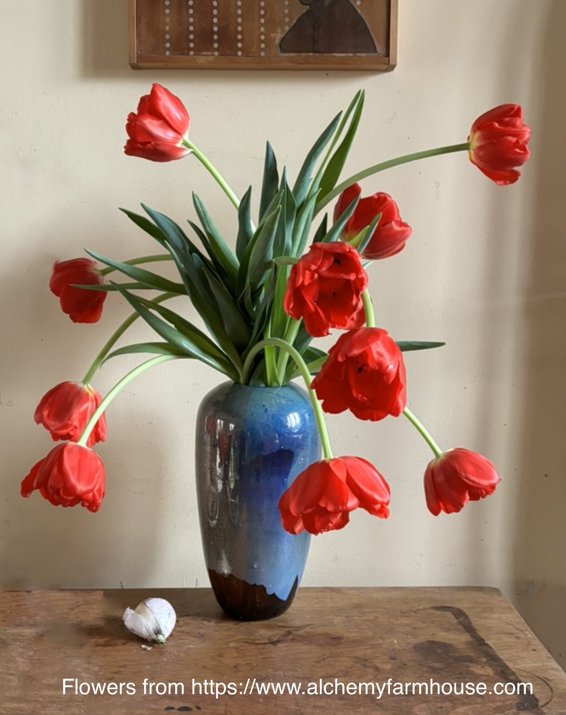 Tulips in a vase