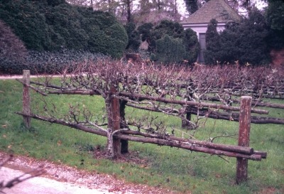 Espalier with overgrown shoots