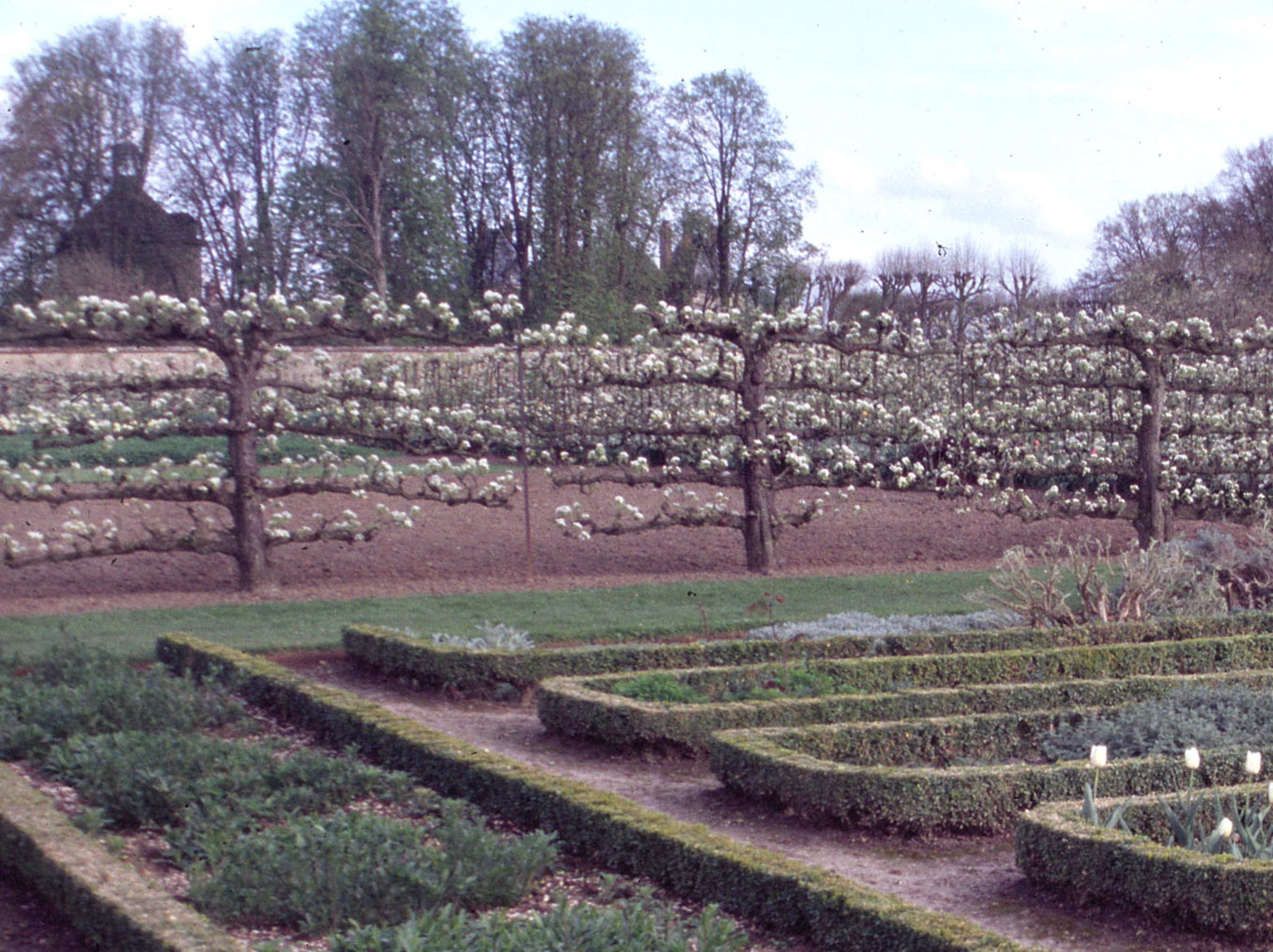 Espalier in Normandy, France