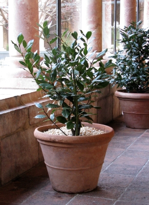 Bay laurel in a large pot