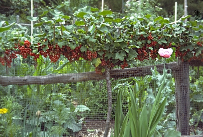 Red currant espalier fruiting