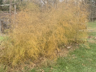 Aspagagus, yellowing foliage