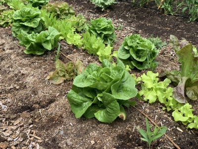 Corn and lettuce interplant