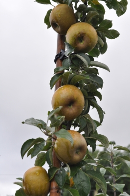 Well-thinned Golden Russet apples