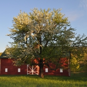 Old pear tree and barn