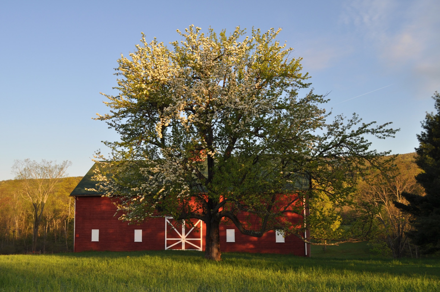 Old pear tree and barn