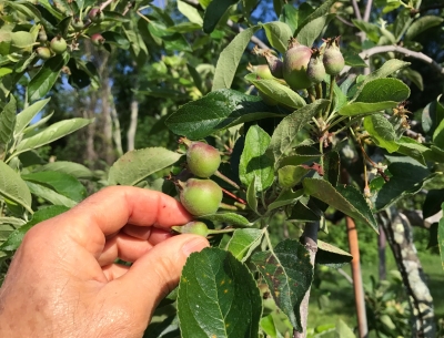 Thinning apple fruitlets