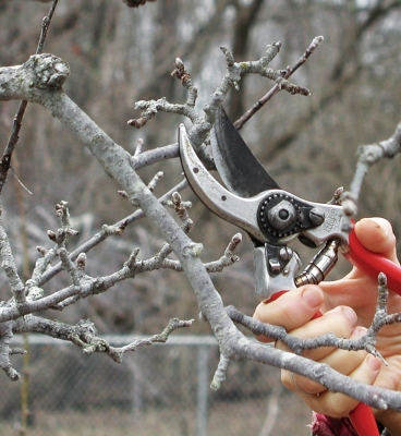 Winter pruning of apple fruit spur
