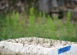 asparagus seedlings