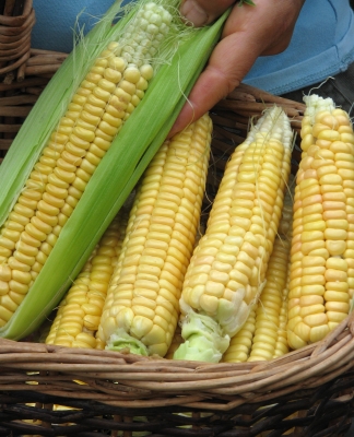 Golden Bantam sweet corn