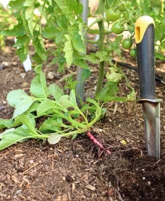 Redroot pigweed