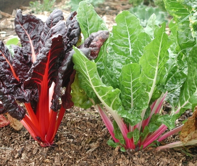 Swiss chard