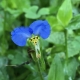 Dayflower