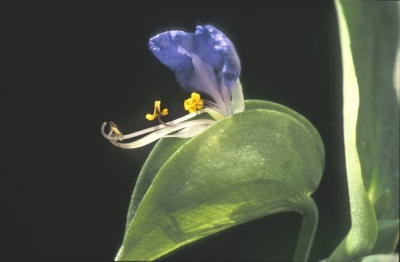 Dayflower showing anthers