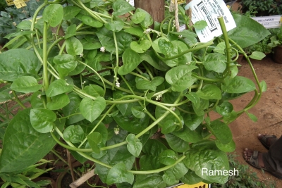 Malabar spinach