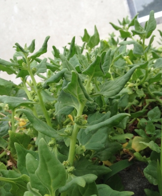 New Zealand spinach