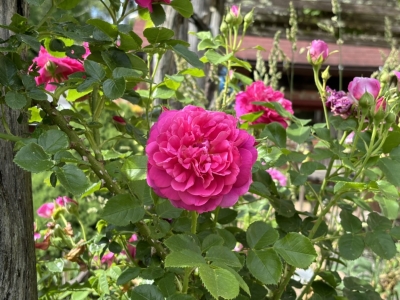 Queen Anne rose