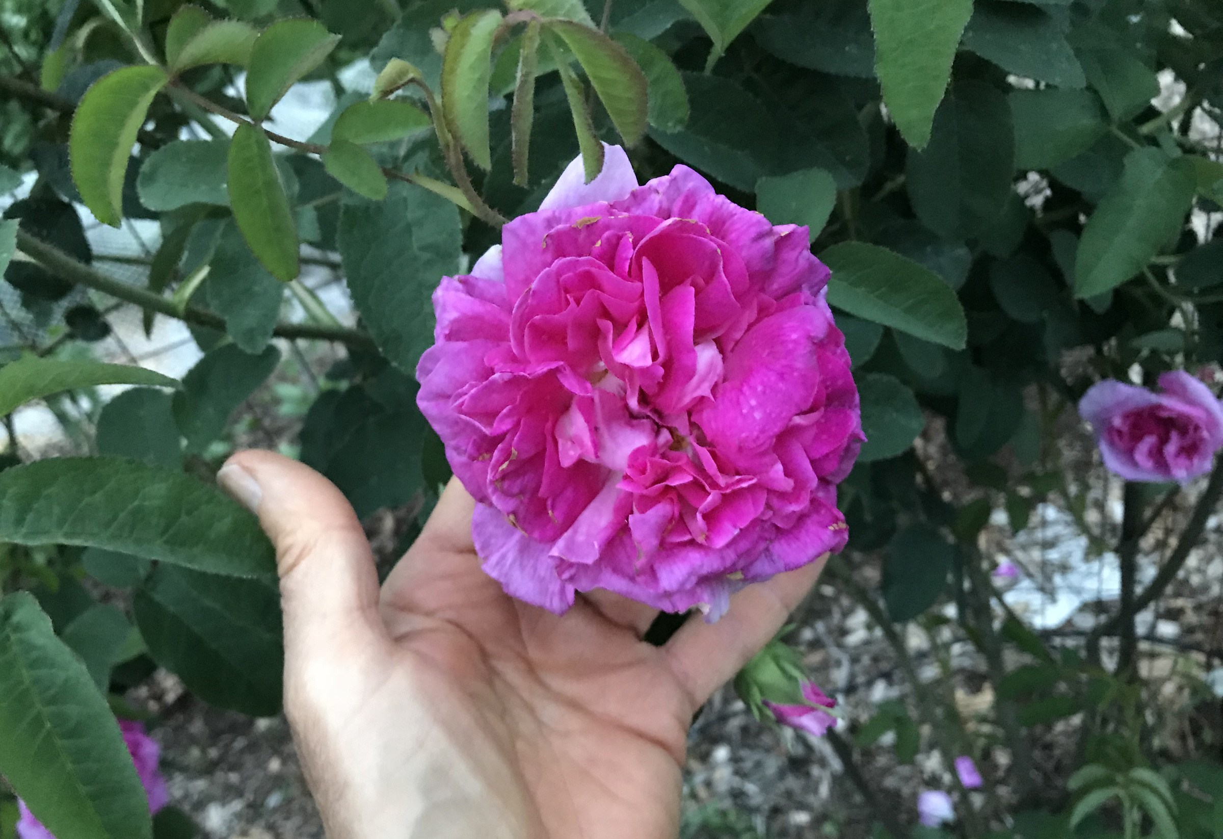 Rose d'Ispahan fully open