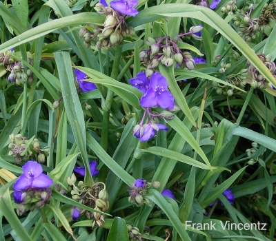 Spiderwort