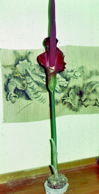 Amorphophallus in bloom
