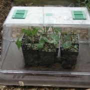 Clear dome maintains humidity in the propagator