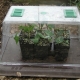 Clear dome maintains humidity in the propagator