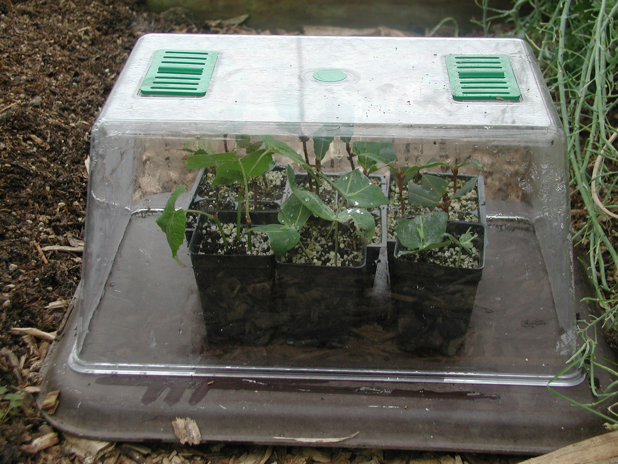 Clear dome maintains humidity in the propagator