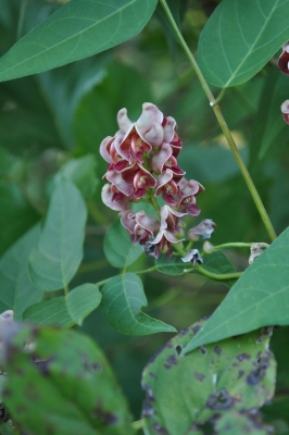 Ground nut flowers