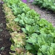 Bed of lettuce and Chinese cabbage in fall