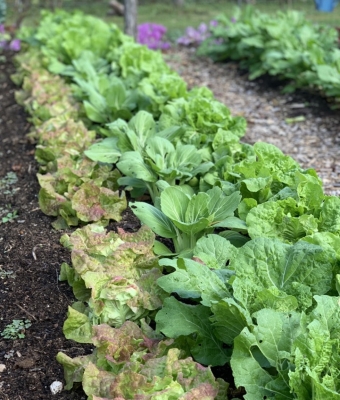 Bed of lettuce and Chinese cabbage in fall