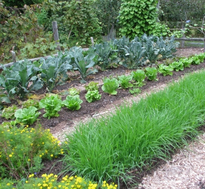 Lush fall vegetables and a cover crop