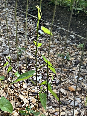 Wild morning glory on fence