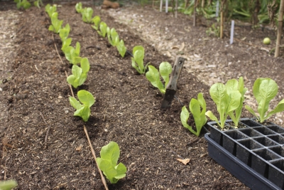 Planting out endive seedlings