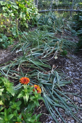 Onion bed almost ready for harvest