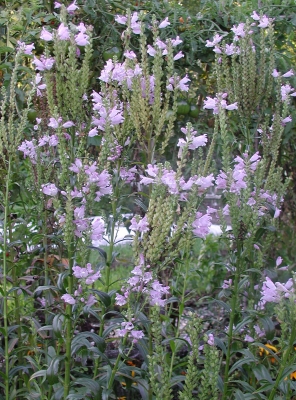 Obedient plant