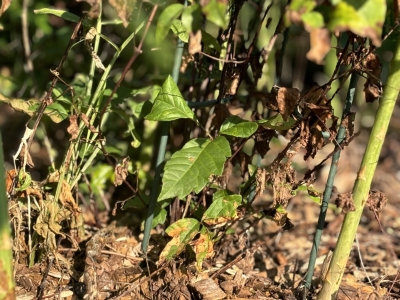 Poison ivy in asparagus