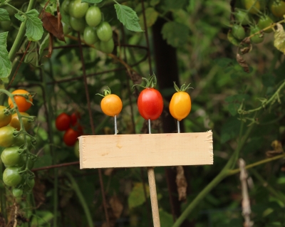 Cherry tomatoes