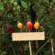 Cherry tomatoes