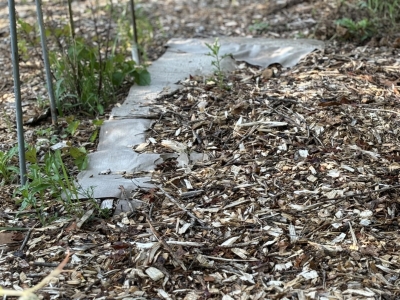 Wood chip mulch on cardboard