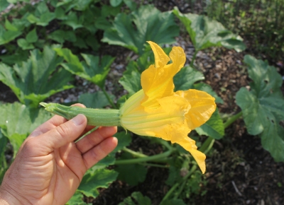 Zucchini, baby with flower