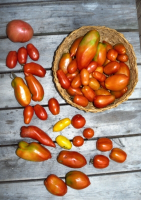 Varieties of paste tomatoes