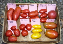 Varieties of paste tomatoes, labelled