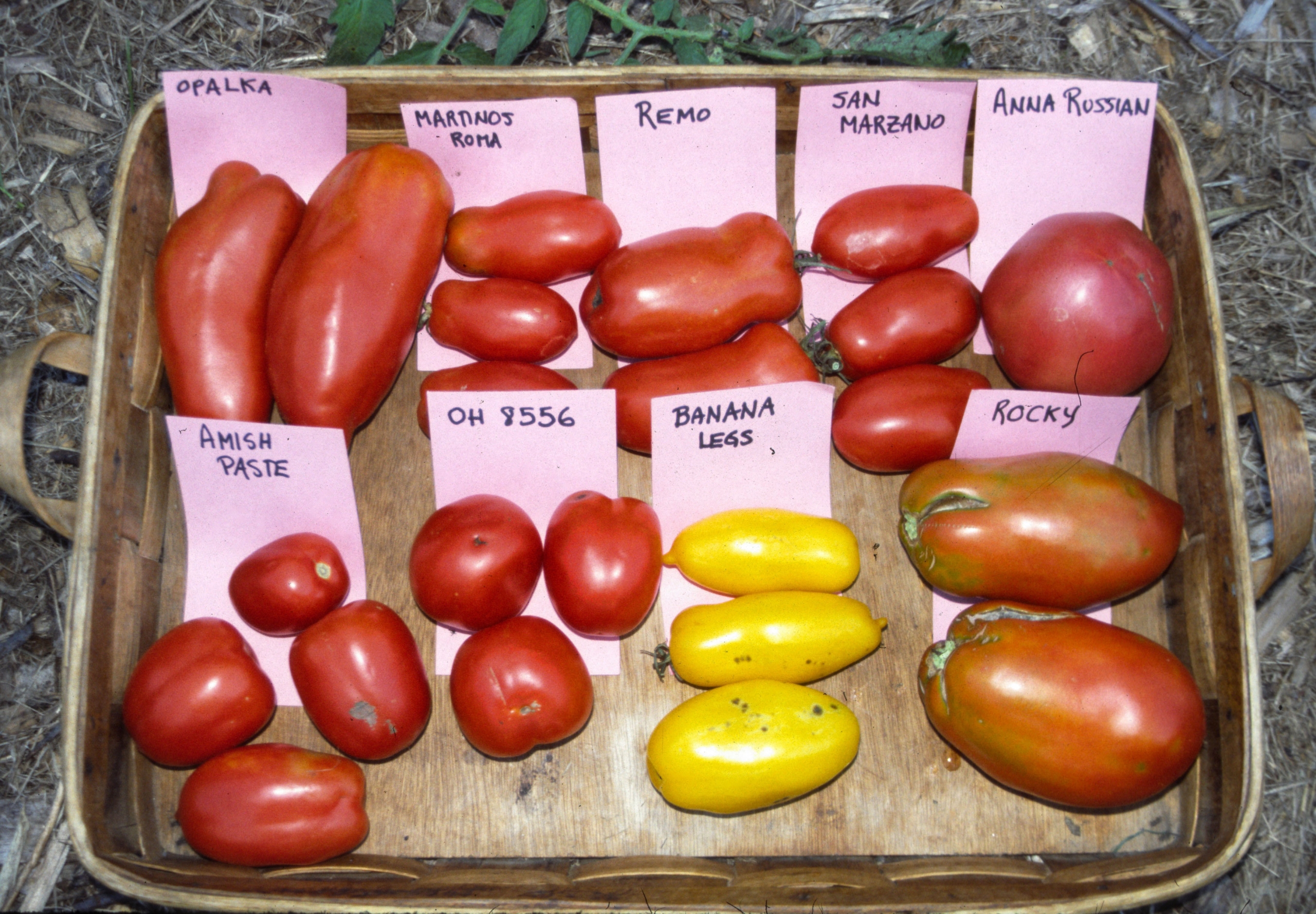 Varieties of paste tomatoes, labelled