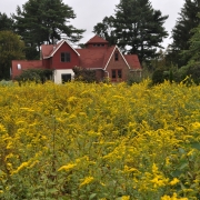 Goldenrod in meadow