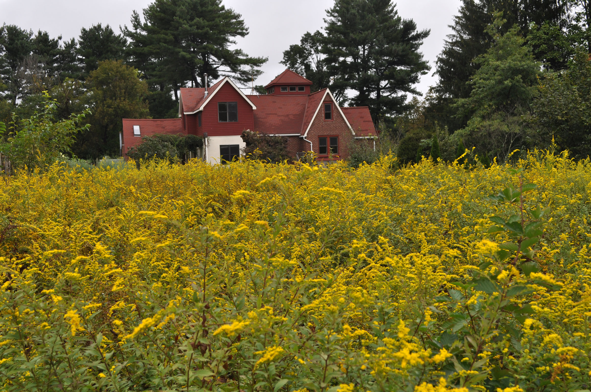 Goldenrod in meadow