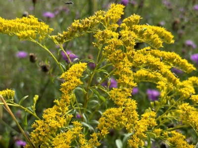 Goldenrod