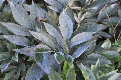 Powdery mildew (on peony)