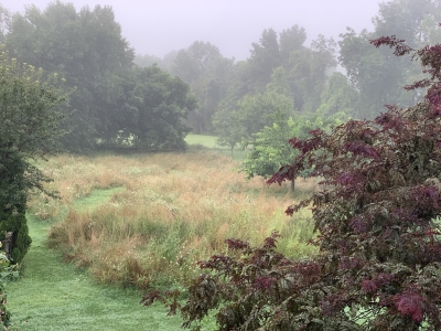 Established meadow in August (2022)