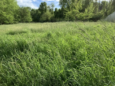 Grassy meadow