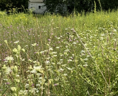 Queen Anne's Lace